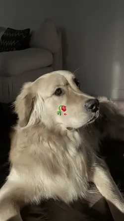 Dogs Go To Heaven