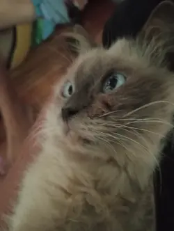 ako ay may pusa 