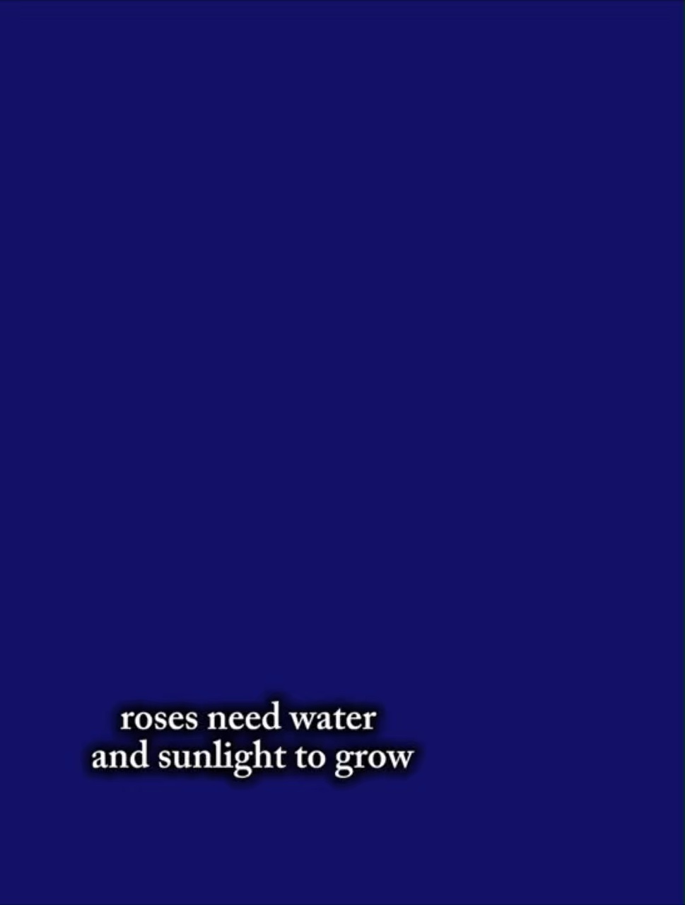 Not about the roses