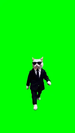 CAT SLOW WALKING