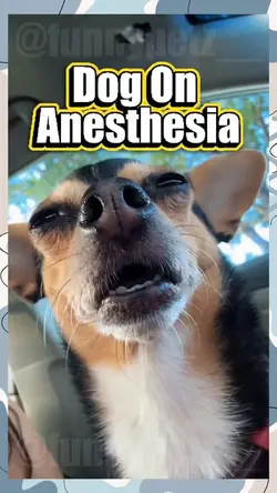 Dog on Anesthesia 