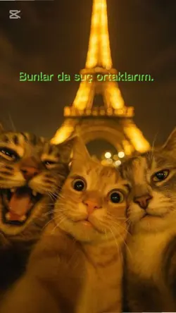 kedi 