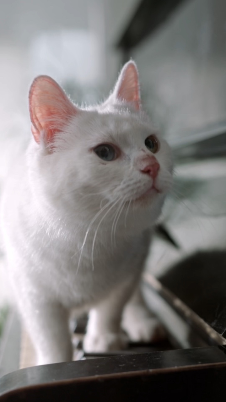 고양이 가게