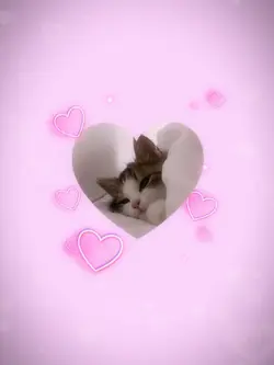 Cute Cats Hearts 🎀