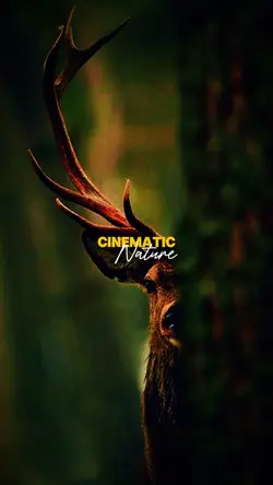 HD Cinematic Nature
