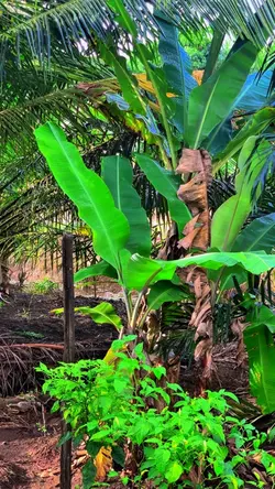 1 KLIP HD JERNIH🤙🏻