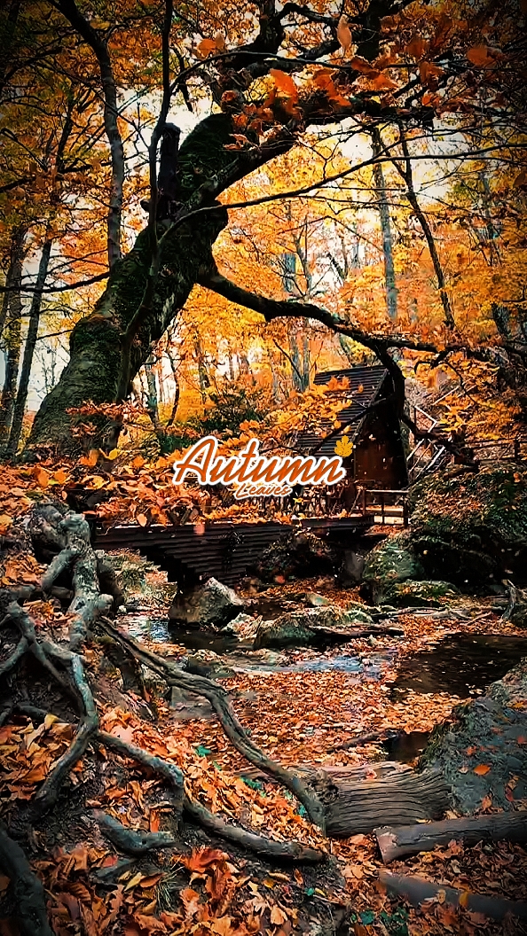 Hojas de otoño