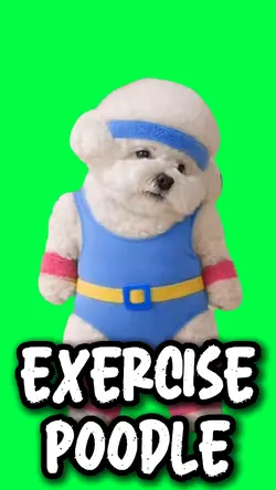 EXERCISE POODLE