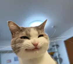 janji bahgaia