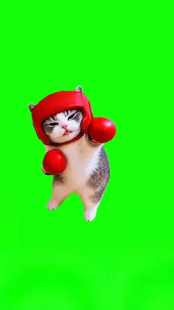 Cat Punch 