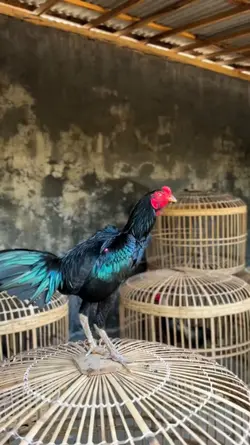 story ayam WA