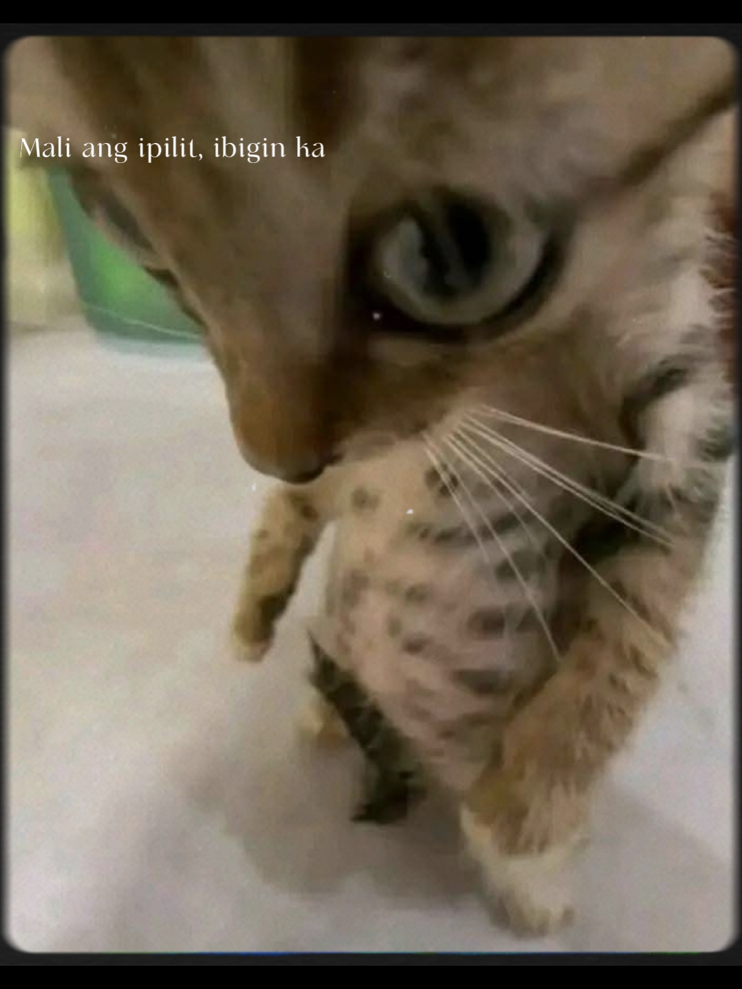 Kırık Şablon 