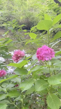 紫陽花のテンプレート🤍