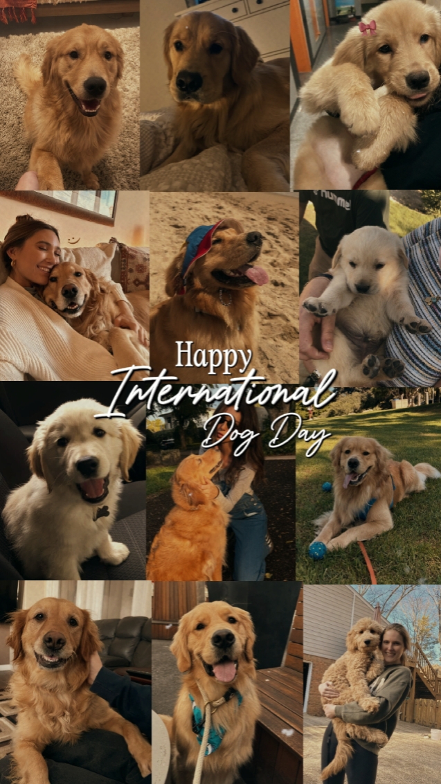 Alles Gute zum Tag des Hundes 