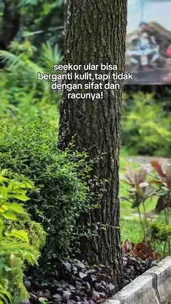Story wa