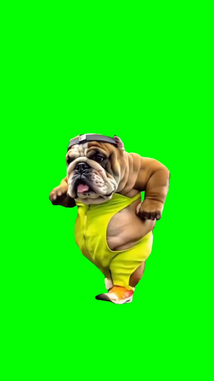 Funny workout dog