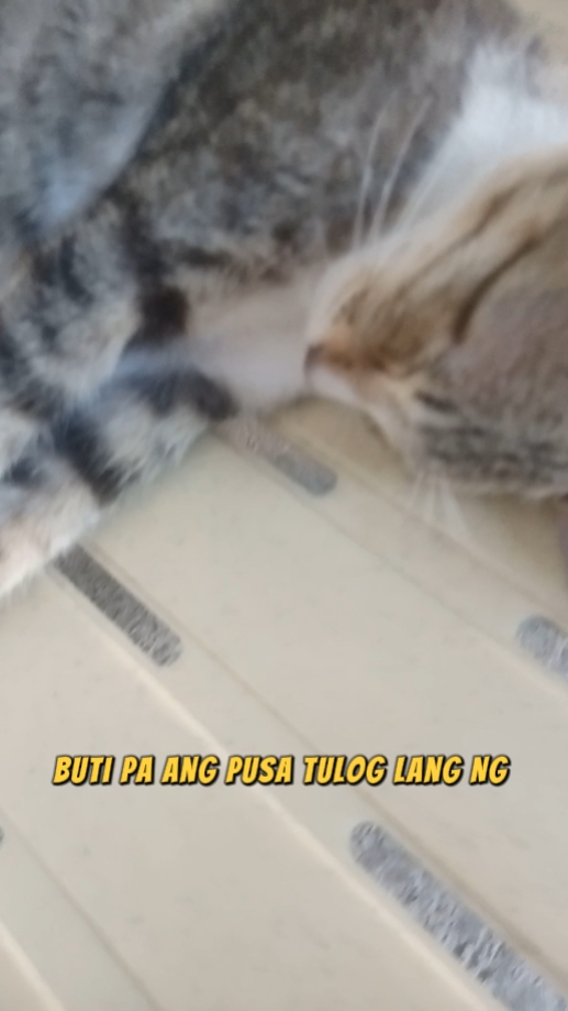 Sana Alle Pusa