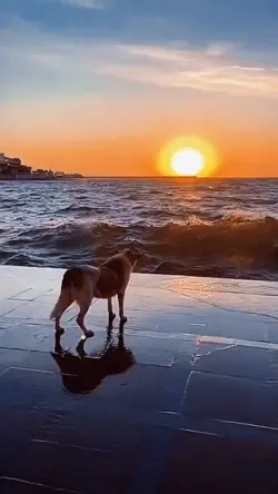 唯美溶圖
