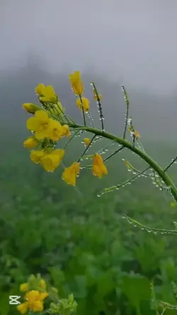 NA GAL MERE WASDI RI