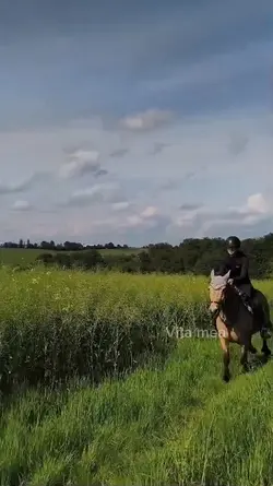 fetzen mit pferd