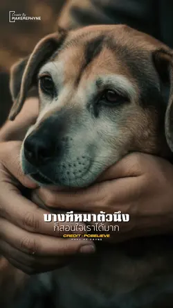หมาสอนใจเรา