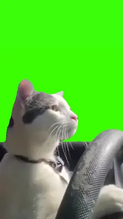 Cat driving meme