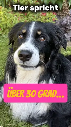 Tier spricht lustig
