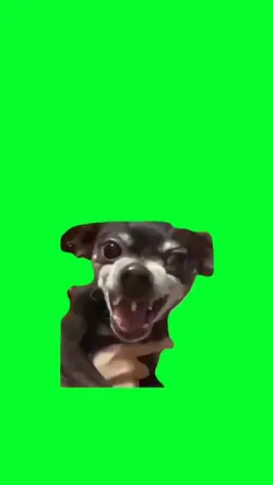 funny dog laught