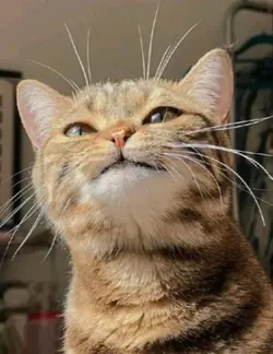 edit cats