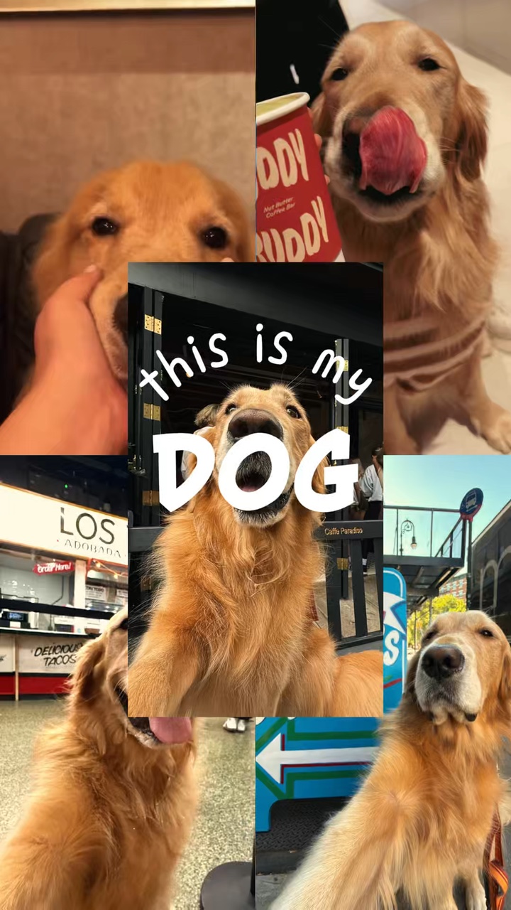 This is my dog