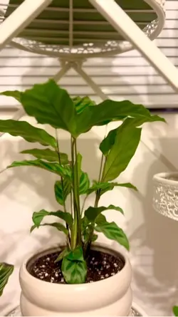Plants