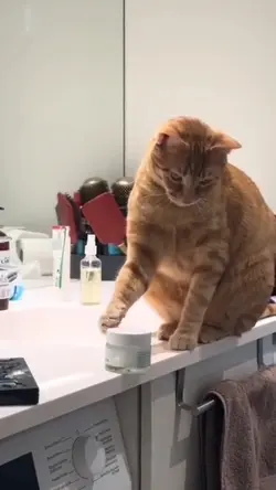 CAT MEME