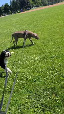 dogsitting