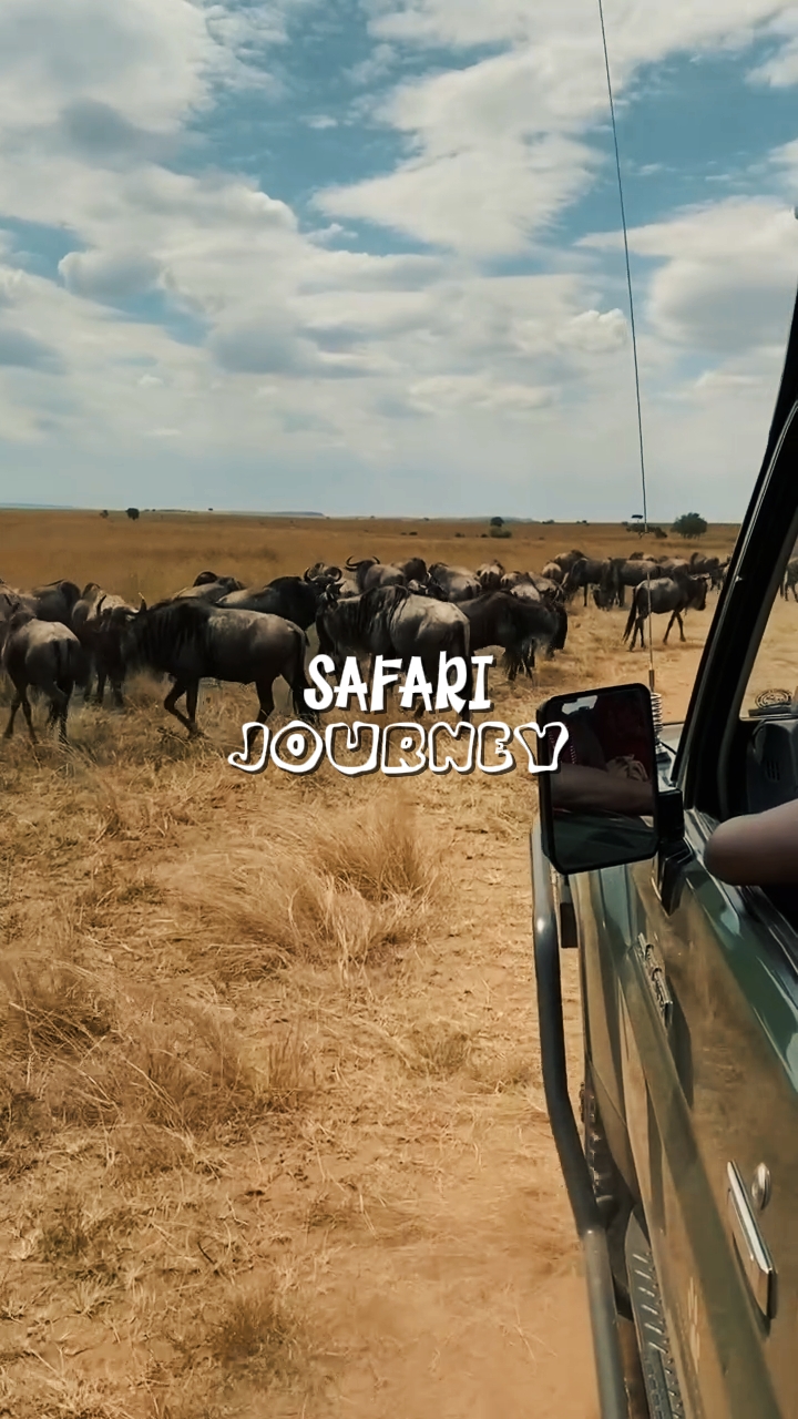 safari journey