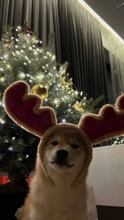 Xmas x1