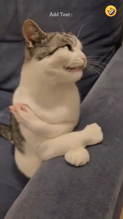 Lachende Katze 