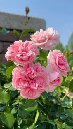 Rose flowers