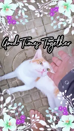 Cat vibes