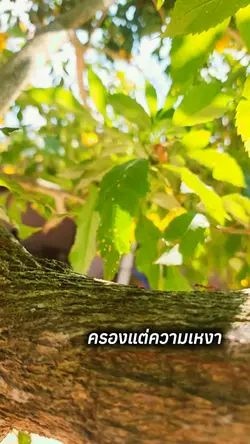 #มายา