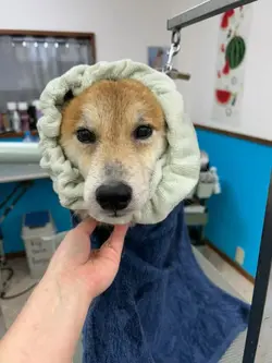 こてつ　シャンプーもこもこ