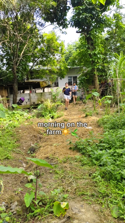 Vida de granja