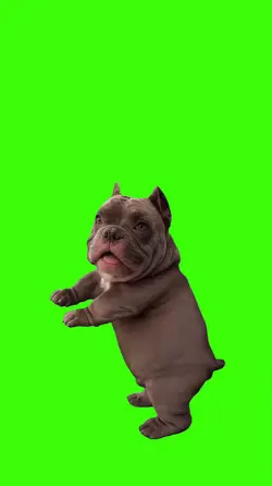 Dog/Cachorro.