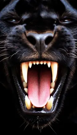 Puma eye viral