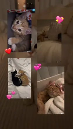Pet template 