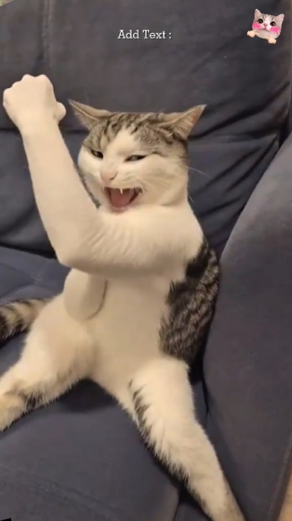 Bruce Lee Gato
