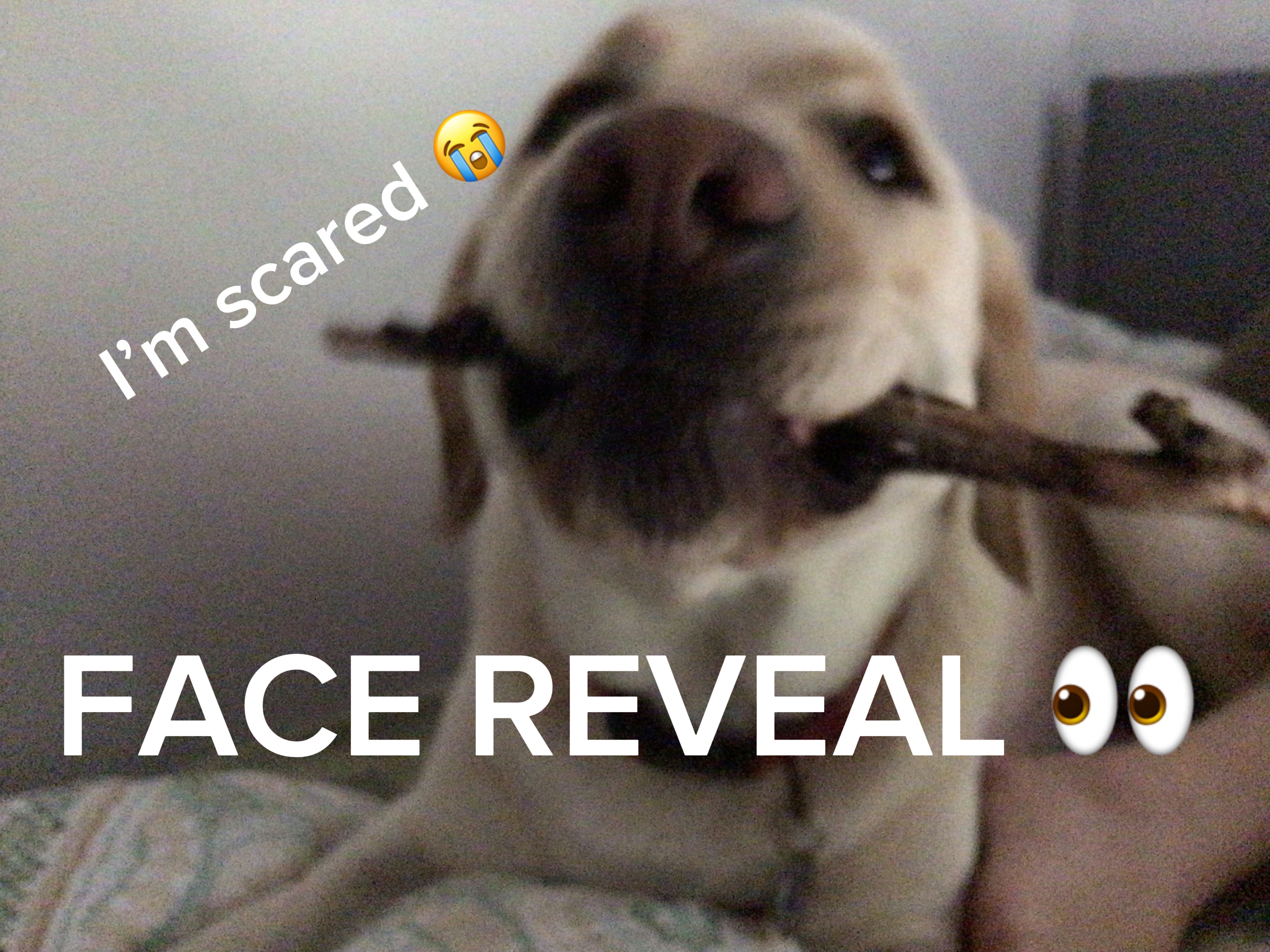 FACE REVEAL (Scared)