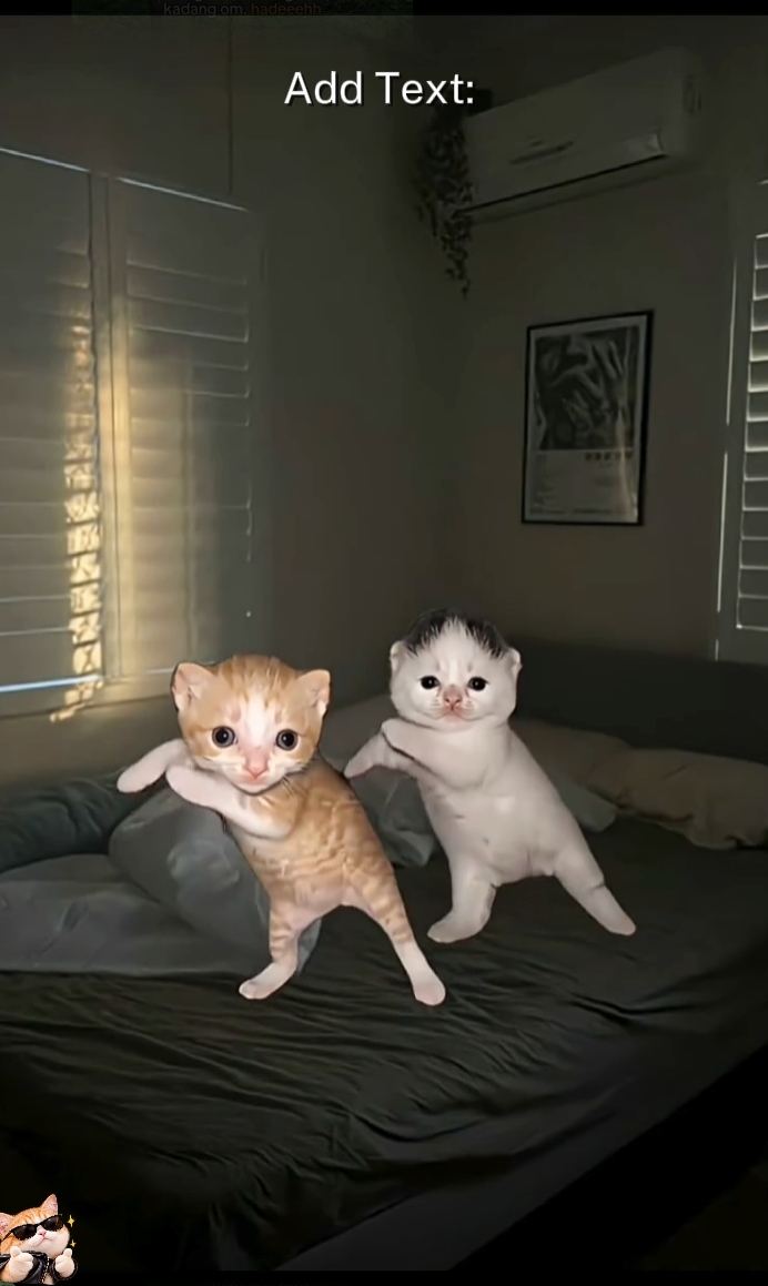 고양이 트렌드 