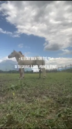 Mlr été
