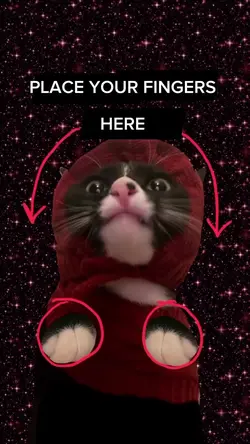 funny cat meme