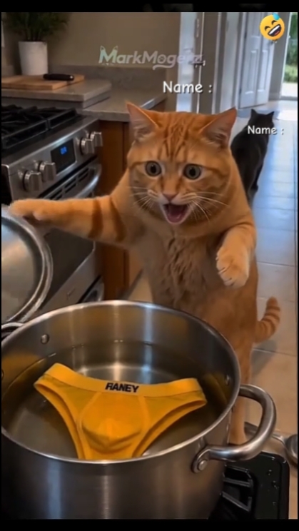 Gato engraçado